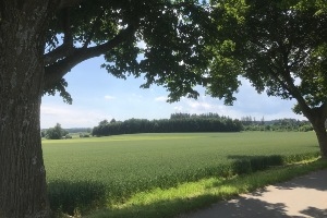 Lesung